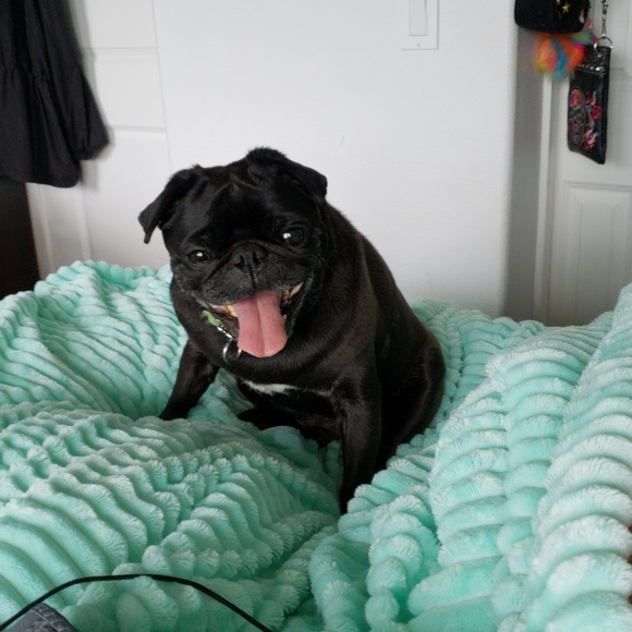 Meet your Posher, Lisa - Picture 3 of 8